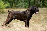 CANE CORSO 928